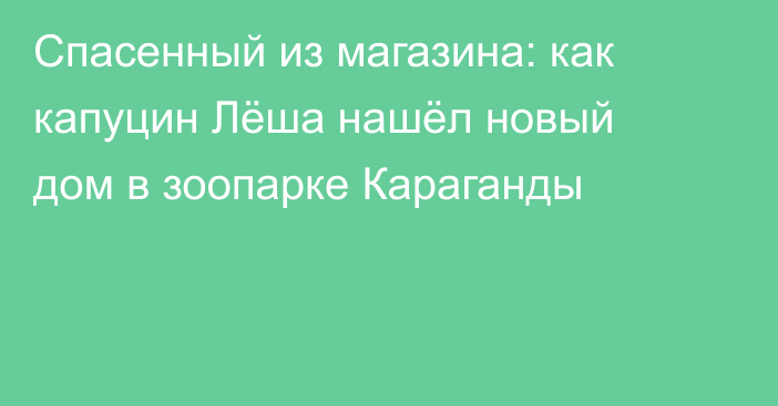 Спасенный из магазина: как капуцин Лёша нашёл новый дом в зоопарке Караганды