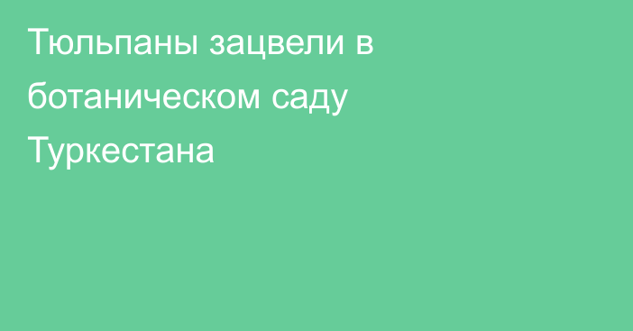 Тюльпаны зацвели в ботаническом саду Туркестана