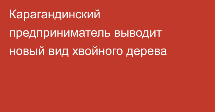 Карагандинский предприниматель выводит новый вид хвойного дерева