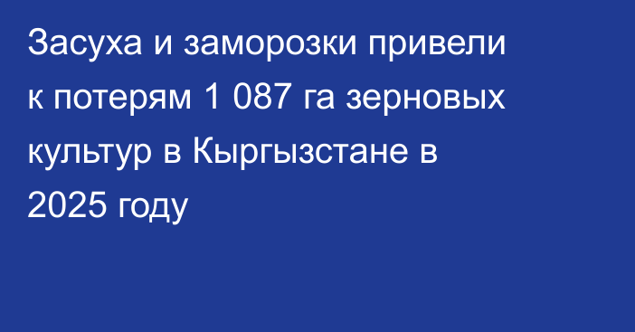 Засуха и заморозки привели к потерям 1 087 га зерновых культур в Кыргызстане в 2025 году
