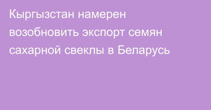 Кыргызстан намерен возобновить экспорт семян сахарной свеклы в Беларусь