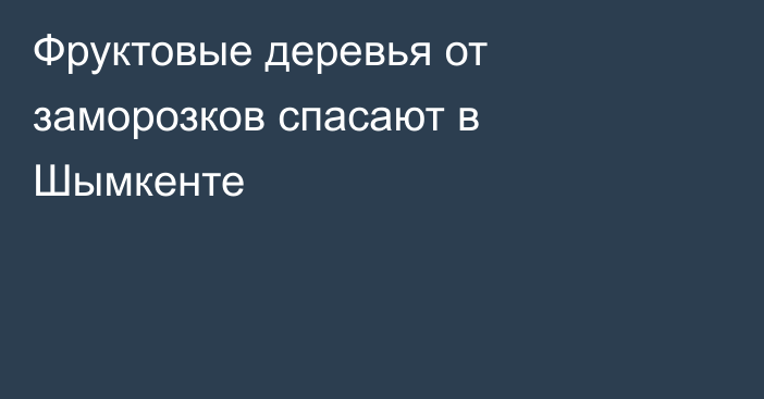Фруктовые деревья от заморозков спасают в Шымкенте