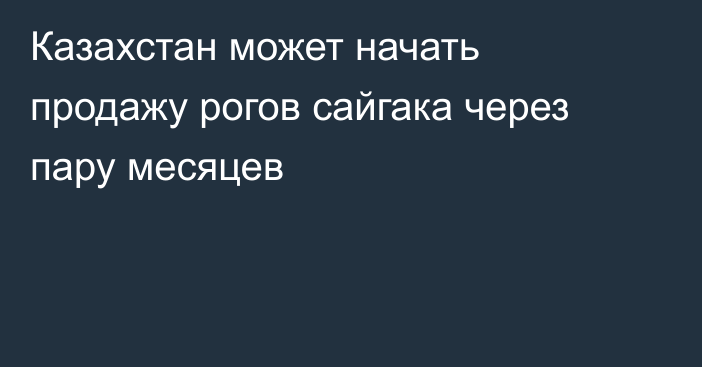 Казахстан может начать продажу рогов сайгака через пару месяцев