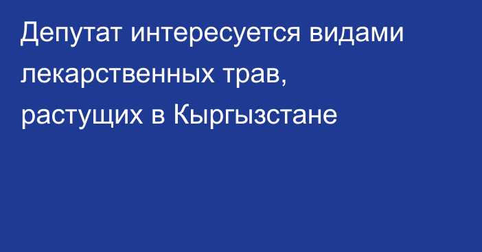 Депутат интересуется видами лекарственных трав, растущих в Кыргызстане 