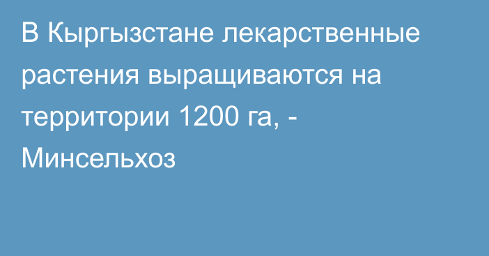 В Кыргызстане лекарственные растения выращиваются на территории 1200 га, - Минсельхоз