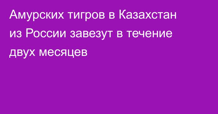Амурских тигров в Казахстан из России завезут в течение двух месяцев