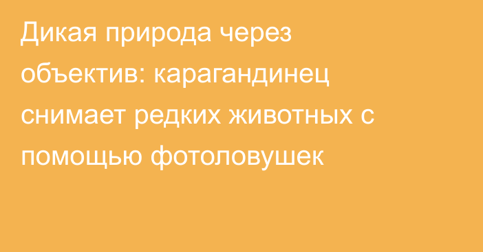 Дикая природа через объектив: карагандинец снимает редких животных с помощью фотоловушек
