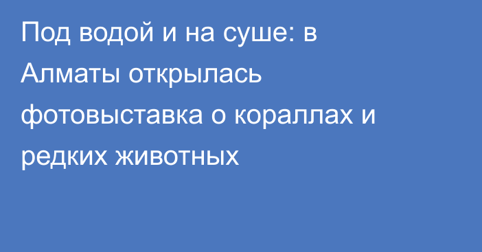 Под водой и на суше: в Алматы открылась фотовыставка о кораллах и редких животных