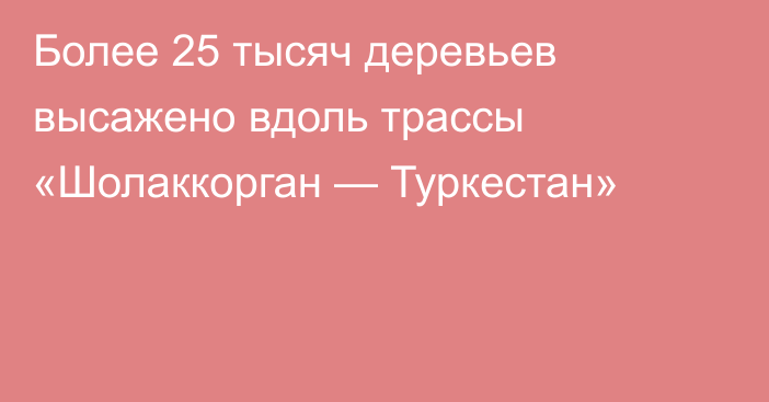 Более 25 тысяч деревьев высажено вдоль трассы «Шолаккорган — Туркестан»