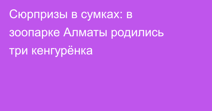 Сюрпризы в сумках: в зоопарке Алматы родились три кенгурёнка
