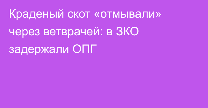 Краденый скот «отмывали» через ветврачей: в ЗКО задержали ОПГ