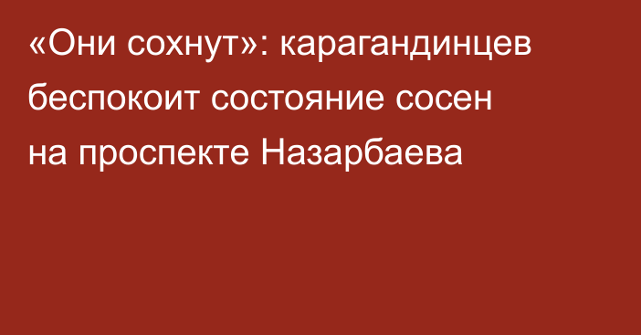«Они сохнут»: карагандинцев беспокоит состояние сосен на проспекте Назарбаева