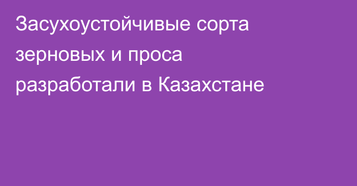 Засухоустойчивые сорта зерновых и проса разработали в Казахстане