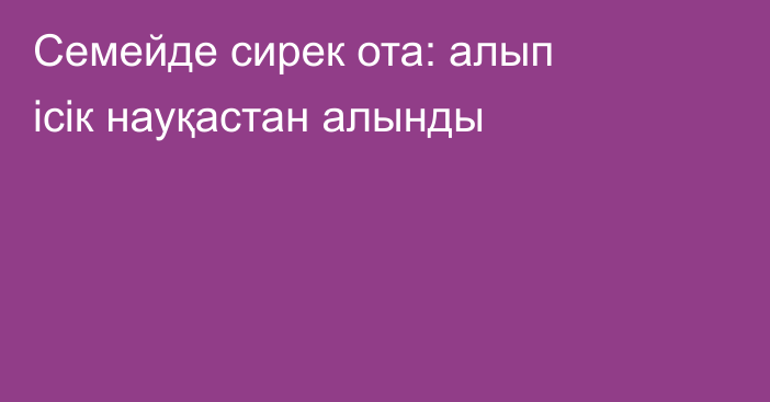 Семейде сирек ота: алып ісік науқастан алынды