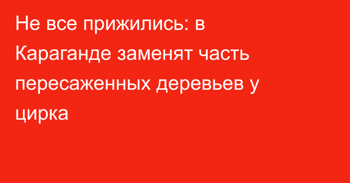 Не все прижились: в Караганде заменят часть пересаженных деревьев у цирка