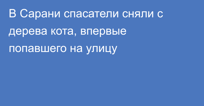 В Сарани спасатели сняли с дерева кота, впервые попавшего на улицу