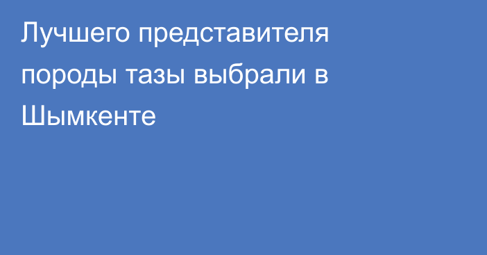 Лучшего представителя породы тазы выбрали в Шымкенте