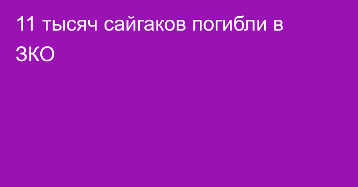 11 тысяч сайгаков погибли в ЗКО