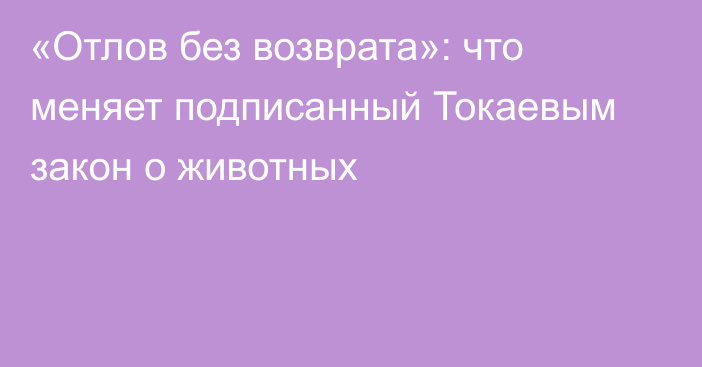 «Отлов без возврата»: что меняет подписанный Токаевым закон о животных