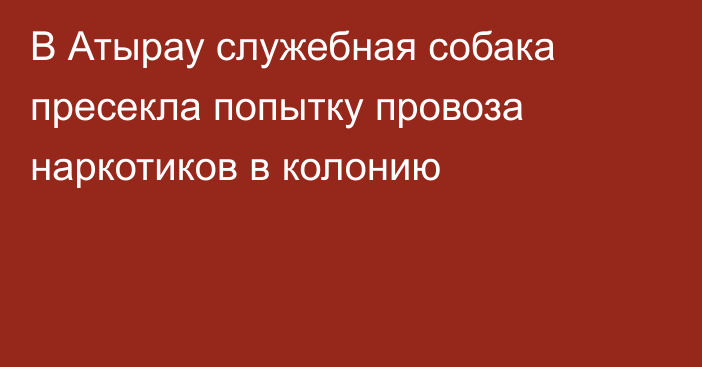 В Атырау служебная собака пресекла попытку провоза наркотиков в колонию