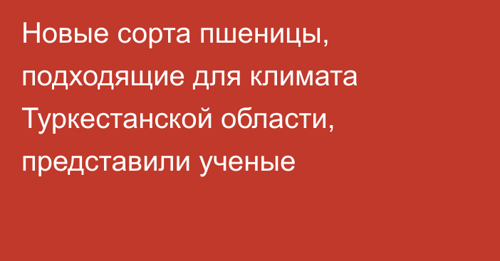 Новые сорта пшеницы, подходящие для климата Туркестанской области, представили ученые