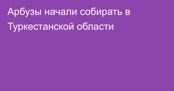 Арбузы начали собирать в Туркестанской области