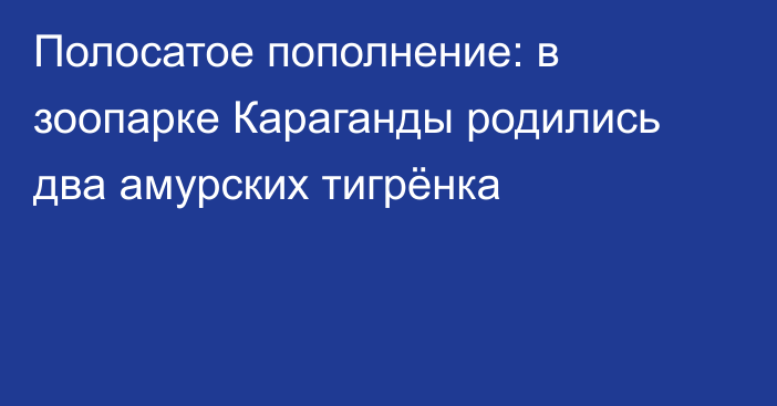 Полосатое пополнение: в зоопарке Караганды родились два амурских тигрёнка
