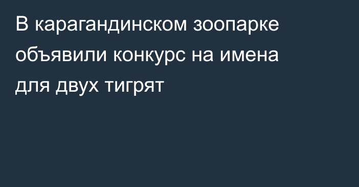 В карагандинском зоопарке объявили конкурс на имена для двух тигрят