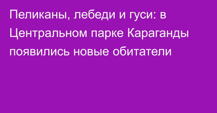 Пеликаны, лебеди и гуси: в Центральном парке Караганды появились новые обитатели