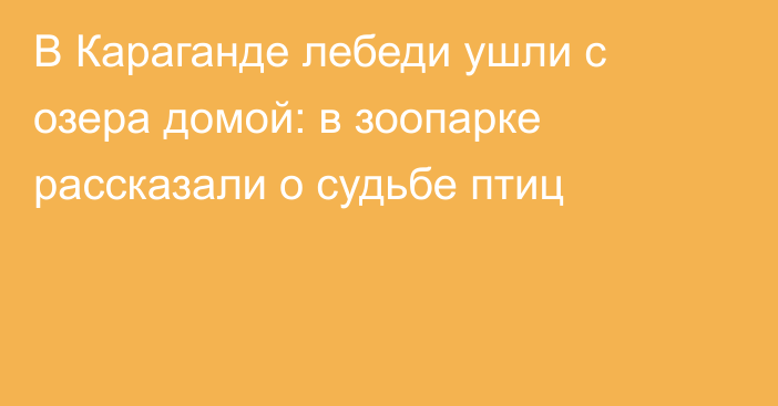 В Караганде лебеди ушли с озера домой: в зоопарке рассказали о судьбе птиц