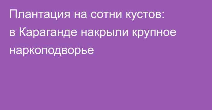 Плантация на сотни кустов: в Караганде накрыли крупное наркоподворье