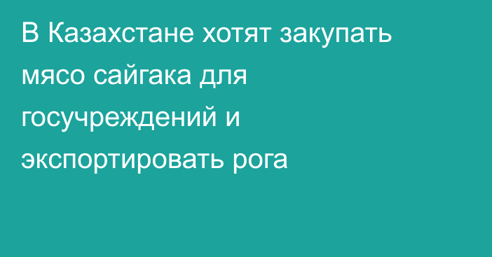 В Казахстане хотят закупать мясо сайгака для госучреждений и экспортировать рога