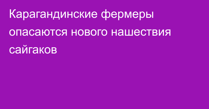 Карагандинские фермеры опасаются нового нашествия сайгаков