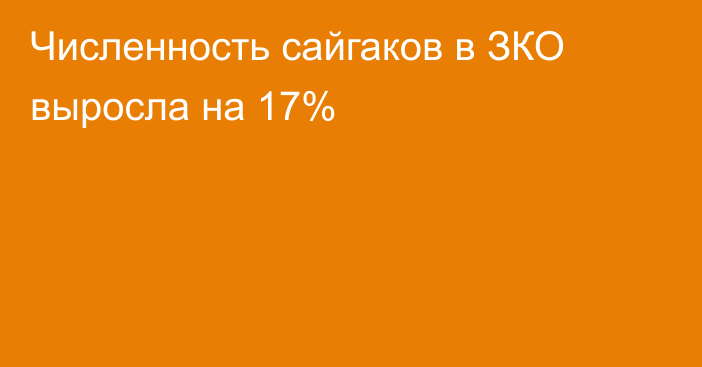 Численность сайгаков в ЗКО выросла на 17%