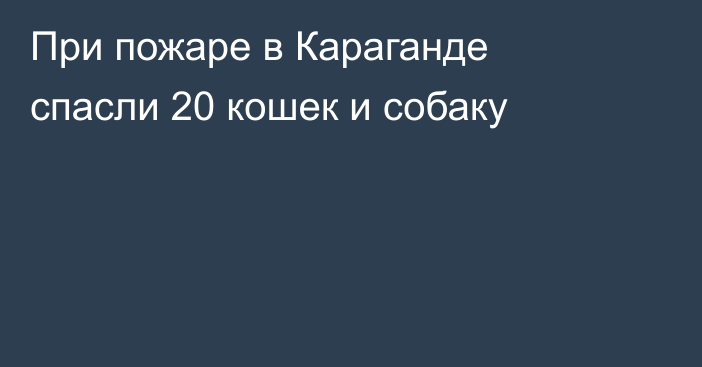 При пожаре в Караганде спасли 20 кошек и собаку