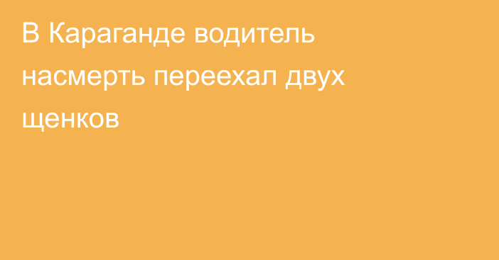В Караганде водитель насмерть переехал двух щенков