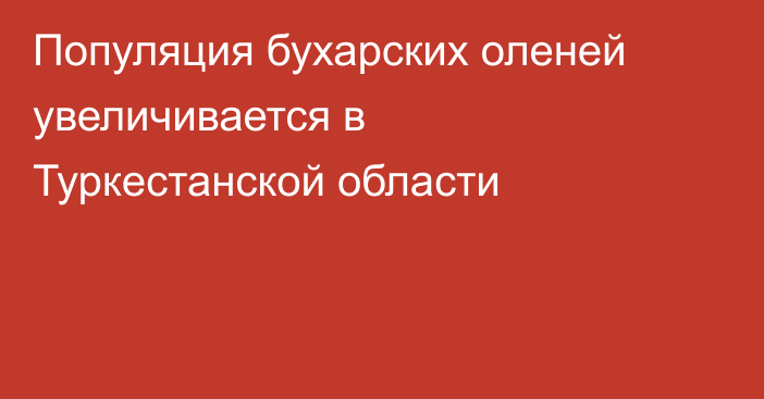 Популяция бухарских оленей увеличивается в Туркестанской области