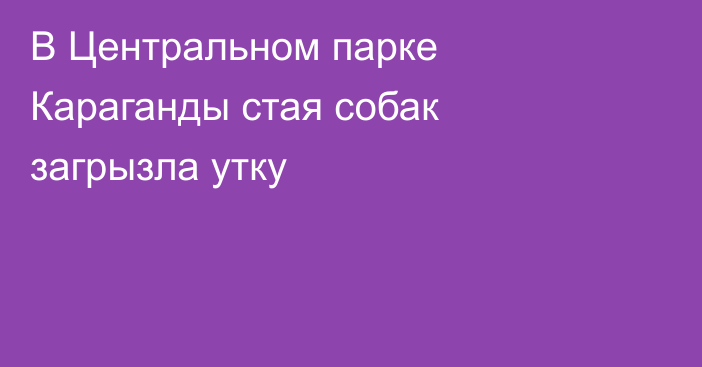 В Центральном парке Караганды стая собак загрызла утку