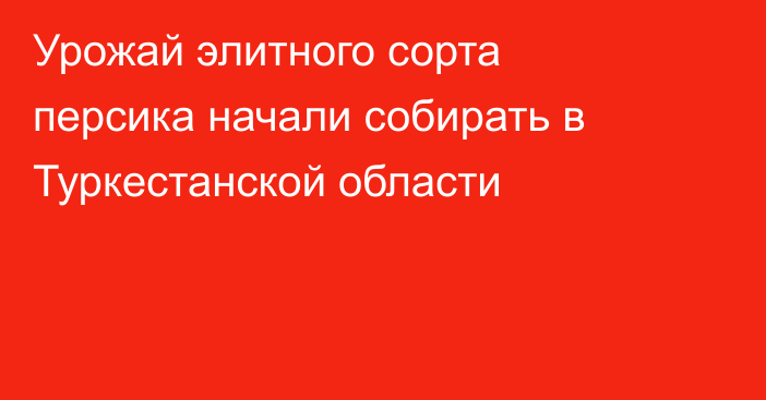 Урожай элитного сорта персика начали собирать в Туркестанской области