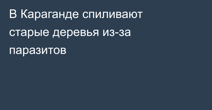 В Караганде спиливают старые деревья из-за паразитов