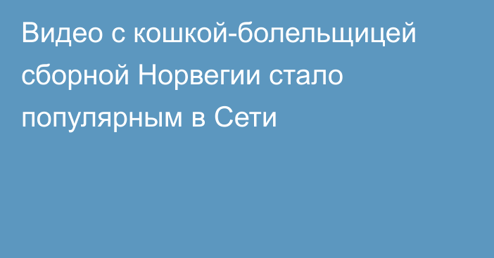 Видео с кошкой-болельщицей сборной Норвегии стало популярным в Сети