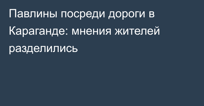 Павлины посреди дороги в Караганде: мнения жителей разделились
