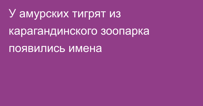У амурских тигрят из карагандинского зоопарка появились имена