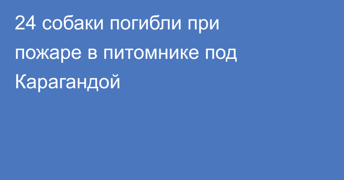 24 собаки погибли при пожаре в питомнике под Карагандой