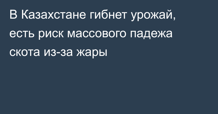 В Казахстане гибнет урожай, есть риск массового падежа скота из-за жары