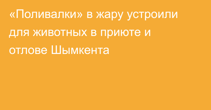 «Поливалки» в жару устроили для животных в приюте и отлове Шымкента