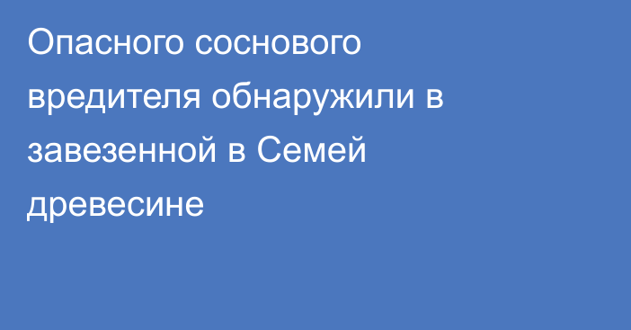 Опасного соснового вредителя обнаружили в завезенной в Семей древесине