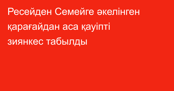 Ресейден Семейге әкелінген қарағайдан аса қауіпті зиянкес табылды