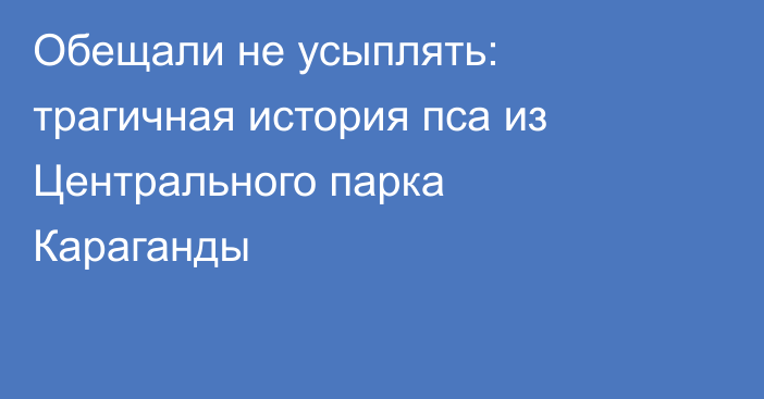 Обещали не усыплять: трагичная история пса из Центрального парка Караганды