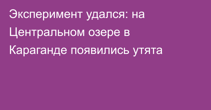 Эксперимент удался: на Центральном озере в Караганде появились утята